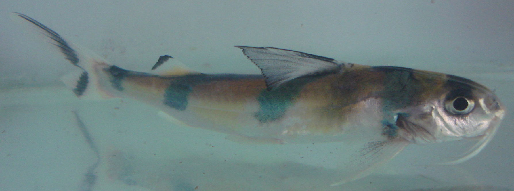 (Gagata) Род ГАГАТЫ 9 видов